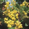 Mahonia aquifolium 'Apollo'