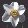 Narcissus 'Cantabile'