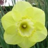 Narcissus 'Carib Gipsy'