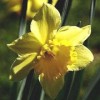 Narcissus 'Charity May'