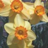 Narcissus 'Feeling Lucky'