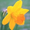 Narcissus 'Glenfarclas'