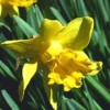 Narcissus 'Grasmere'