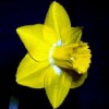 Narcissus 'Hambledon'