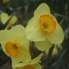 Narcissus 'Highfield Beauty'