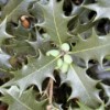 Osmanthus heterophyllus 'Gulftide'
