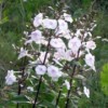 Phlox maculata 'Omega'