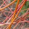 Salix alba var. vitellina 'Britzensis' 
