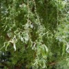 Salix babylonica var. pekinensis 'Tortuosa'