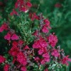 Salvia x jamensis 'Raspberry Royale'