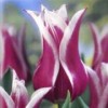 Tulipa 'Ballade'