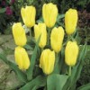 Tulipa 'Candela'