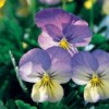 Viola x wittrockiana 'Sorbet Blueberry Cream' (Sorbet Series)