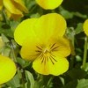 Viola x wittrockiana 'Sorbet Yellow Delight' (Sorbet Series)