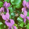Viola odorata 'Wellsiana'