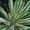 Yucca filamentosa 'Variegata'