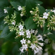 Abelia chinensis added by Shoot)