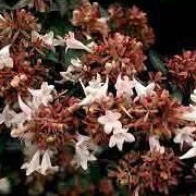 Abelia x grandiflora added by Shoot)