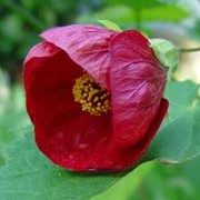 'Cannington Peter' is a medium-sized shrub, with yellow-mottled leaves and nodding, bowl-shaped, dark red flowers. Abutilon 'Cannington Peter' added by Shoot)