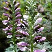 Acanthus spinosus added by Shoot)