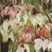 A. negundo 'Flamingo'  is a fast-growing, upright decidous tree or can be grown as a bush.  Pinnate leaves open light pink but turn green with white and pink variegation. Small greenish-yellow flowers.
 Acer negundo 'Flamingo' added by Shoot)