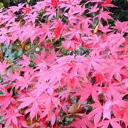 'Osakazuki' is a large rounded, deciduous shrub with green leaves that turn scarlet in autumn.   It bears red flowers in spring and red fruits in summer.

 Acer palmatum 'Ôsakazuki' added by Shoot)