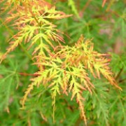 var. dissectum 'Seiryu' is a mid-sized deciduous shrub with bright green leaves with a red tinge which turn orange-yellow in autumn. Acer palmatum var. dissectum 'Seiryu' added by Shoot)