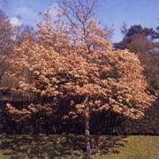 A. pseudoplatanus 'Brilliantissimum' is a deciduous, small-sized, slow-growing, mop-headed tree with leaves that open pink, then turn pale bronze before turning green in summer.  Acer pseudoplatanus 'Brilliantissimum' added by Shoot)