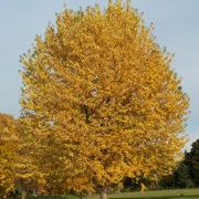 Acer saccharinum added by Shoot)