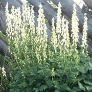 'Ivorine' is bushy in habit with racemes of ivory-white flowers.  Aconitum 'Ivorine' added by Shoot)