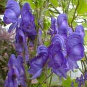 'Newry Blue' has dark green, lobed leaves and deep blue hooded flowers.
 Aconitum 'Newry Blue' added by Shoot)