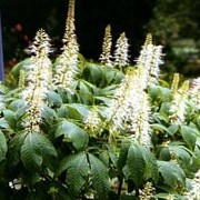 Aesculus parviflora added by Shoot)