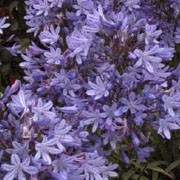 'Peter Pan Blue' is a fine dwarf hybrid with neat clumps of leaves and light- blue flowerheads. Agapanthus hybrid 'Peter Pan Blue' added by Shoot)