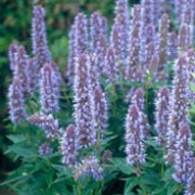 'Blue Fortune' is a tender perennial (often grown as an annual) with aromatic leaves and tall spikes of tubular, blue flowers in late summer and autumn. Agastache 'Blue Fortune' added by Shoot)
