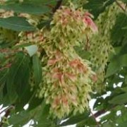 'Briottii' is a spreading dome-headed tree with glossy dark green leaves and ruby red flowers in late spring and conkers in autumn.   Ailanthus altissima added by Shoot)