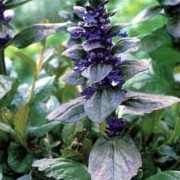 'Catlin's Giant' forms a mat of large, glossy purple-brown leaves and spikes of blue flowers. Ajuga reptans 'Catlin's Giant' added by Shoot)