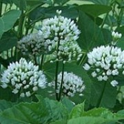 'White' has strap-shaped, grey-green leaves and globular clusters of starry white flowers. Allium 'White' added by Shoot)
