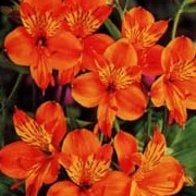 'Orange Glory' has light green foliage andl umbels of red-marked deep orange flowers, with a yellow throat. Alstroemeria 'Orange Glory' added by Shoot)