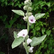 Althaea officinalis added by Shoot)
