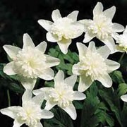 'Vestal' is an herbaceous perennial with deeply divided green leaves.  In spring it bears solitary white flowers. Anemone nemorosa 'Vestal' added by Shoot)