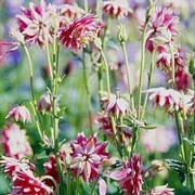 'Nora Barlow' is an upright herbaceous perennial, with  nodding, spurless, double flowers and divided, dark-green leaves. The flower heads are made of many narrow, variagated pale/dark-pink/pale-green petals. Aquilegia vulgaris var. stellata 'Nora Barlow' added by Shoot)