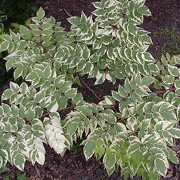 ‘Variegata’ is a small tree or large, deciduous shrub whose green leaves have white margins.  It bears small, white flowers in late summer. Aralia elata ‘Variegata’ added by Shoot)