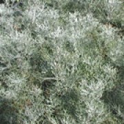 'Canescens' is a semi-evergreen, sub-shrub of bushy habit.  It has dissected, silvery-grey leaves.  In summer it bears small yellow flowers.
 Artemisia alba 'Canescens' added by Shoot)