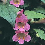 'Angels Trumpet' is a twining climber with long rose-pink flowers. Asarina barclayana 'Angels Trumpet' added by Shoot)