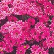 'Pink Beauty'  forms a compact mound of narrow leaves and clusters of vibrant pink flowers from late summer to autumbn.
 Aster 'Pink Beauty' added by Shoot)