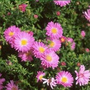 'Rosenwichtel' forms a compact of narrow leaves and clusters of intense dark-pink, semi-double flowers. Aster dumosus 'Rosenwichtel' added by Shoot)