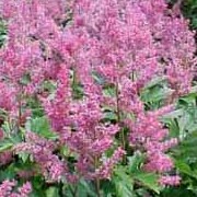 'Rheinland 'has divided, dark green leaves which are bronze when young, spires of  pink flowers. Astilbe 'Rheinland' added by Shoot)