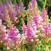 Astilbe chinensis var. pumila added by Shoot)