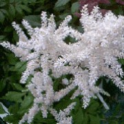 'Washington' is a perennial with feathery fern-like foliage, which unfurls in spring, followed in late summer with plumes of creamy white flowers. Astilbe japonica 'Washington' added by Shoot)