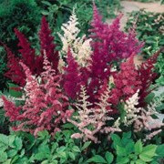 'Showstar' is a dwarf perennial with divided, dark green leaves which are bronze when young, and plumes of red, pink and white flowers in summer. Astilbe x arendsii 'Showstar' added by Shoot)